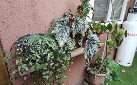 El Roble 2.0 Chillan